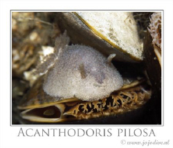 The Acanthodoris pilosa is small (1-2cm) and hidden betwe... by John De Jong 
